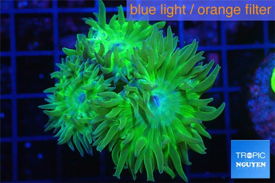 Duncanopsammia green 3 polyps WYSIWYG acclimaté