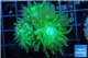 Duncanopsammia green 3 polyps WYSIWYG acclimaté