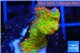 Montipora red fire forest damaged 2-4 cm WYSIWYG acclimaté