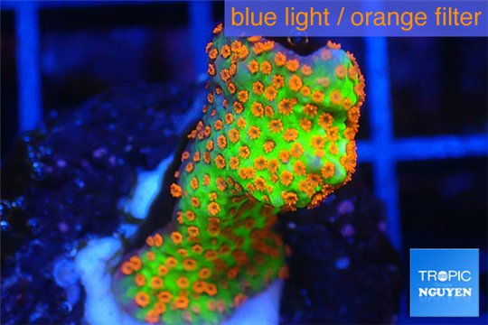 Montipora red fire forest damaged 2-4 cm WYSIWYG acclimaté