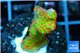 Montipora red fire forest damaged 2-4 cm WYSIWYG acclimaté