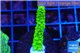 Acropora full neon green 2-3 cm WYSIWYG acclimaté