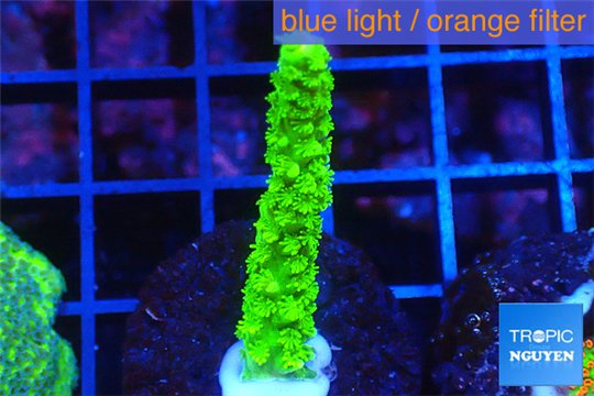 Acropora full neon green 2-3 cm WYSIWYG acclimaté