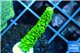 Acropora full neon green 2-3 cm WYSIWYG acclimaté