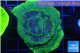 Montipora green & purple polyps 4-6 cm WYSIWYG acclimaté