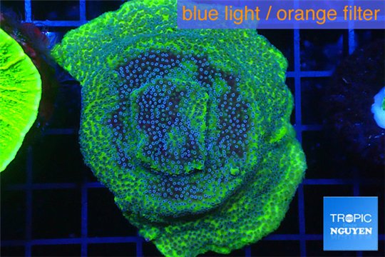 Montipora green & purple polyps 4-6 cm WYSIWYG acclimaté