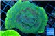 Montipora green & purple polyps 4-6 cm WYSIWYG acclimaté