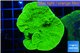 Montipora green cap 3-4 cm WYSIWYG acclimaté
