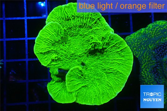 Montipora green cap 3-4 cm WYSIWYG acclimaté