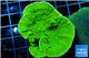 Montipora green cap 3-4 cm WYSIWYG acclimaté