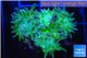 Duncanopsammia green 3-5 polyps WYSIWYG acclimaté