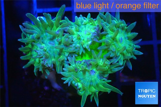 Duncanopsammia green 3-5 polyps WYSIWYG acclimaté