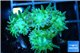 Duncanopsammia green 3-5 polyps WYSIWYG acclimaté