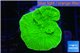Montipora green cap 2-4 cm WYSIWYG acclimaté