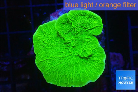 Montipora green cap 2-4 cm WYSIWYG acclimaté