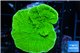 Montipora green cap 2-4 cm WYSIWYG acclimaté