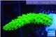 Acropora full neon green 2-3 cm WYSIWYG acclimaté