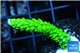 Acropora full neon green 2-3 cm WYSIWYG acclimaté