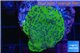 Montipora red & purple polyps Fijii 2 cm WYSIWYG acclimaté