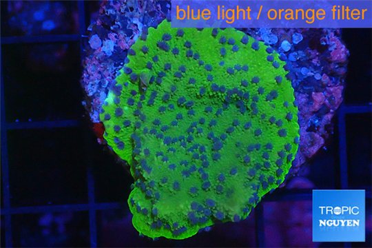 Montipora red & purple polyps Fijii 2 cm WYSIWYG acclimaté