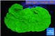 Montipora green cap 3-4 cm WYSIWYG acclimaté
