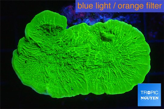 Montipora green cap 3-4 cm WYSIWYG acclimaté
