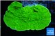 Montipora green cap 3-4 cm WYSIWYG acclimaté