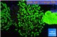 Euphyllia paraancora toxic green reverse 4-6 cm WYSIWYG acclimaté