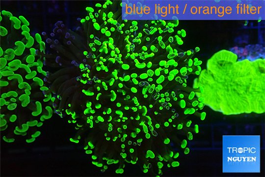 Euphyllia paraancora toxic green reverse 4-6 cm WYSIWYG acclimaté