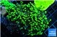 Euphyllia paraancora toxic green reverse 4-6 cm WYSIWYG acclimaté
