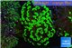 Euphyllia paraancora toxic green 3-6 cm WYSIWYG acclimaté