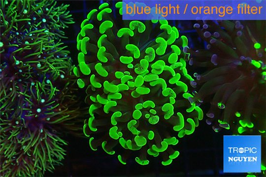 Euphyllia paraancora toxic green 3-6 cm WYSIWYG acclimaté