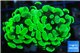 Euphyllia paraancora toxic green 3-6 cm WYSIWYG acclimaté