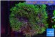 Pachyclavularia neon green 8-12 cm WYSIWYG acclimaté