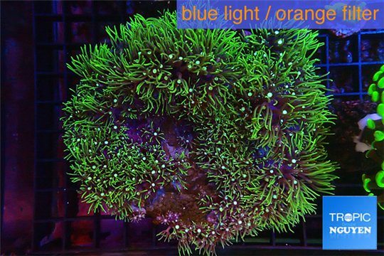 Pachyclavularia neon green 8-12 cm WYSIWYG acclimaté