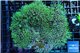 Pachyclavularia neon green 8-12 cm WYSIWYG acclimaté