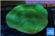 Porites green & purple polyps 6-8 cm WYSIWYG acclimaté