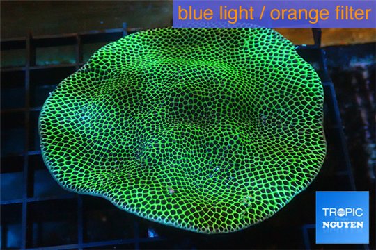 Porites green & purple polyps 6-8 cm WYSIWYG acclimaté