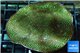 Porites green & purple polyps 6-8 cm WYSIWYG acclimaté