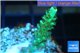 Acropora green Indonesia 1-2 cm WYSIWYG acclimaté