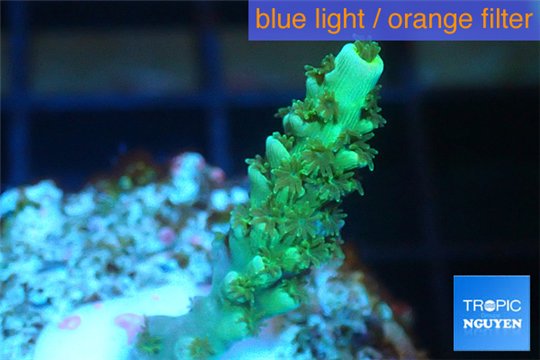 Acropora green Indonesia 1-2 cm WYSIWYG acclimaté