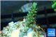 Acropora green Indonesia 1-2 cm WYSIWYG acclimaté