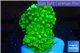 Acropora green Indonesia 1-2 cm WYSIWYG acclimaté