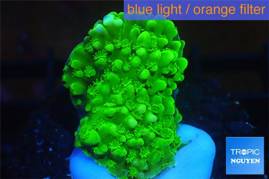 Acropora green Indonesia 1-2 cm WYSIWYG acclimaté