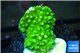 Acropora green Indonesia 1-2 cm WYSIWYG acclimaté