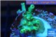 Acropora green Indonesia 1-2 cm WYSIWYG acclimaté