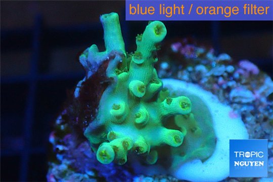 Acropora green Indonesia 1-2 cm WYSIWYG acclimaté