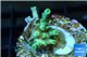 Acropora green Indonesia 1-2 cm WYSIWYG acclimaté