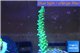 Acropora pink & green Indonesia 3-4 cm WYSIWYG acclimaté