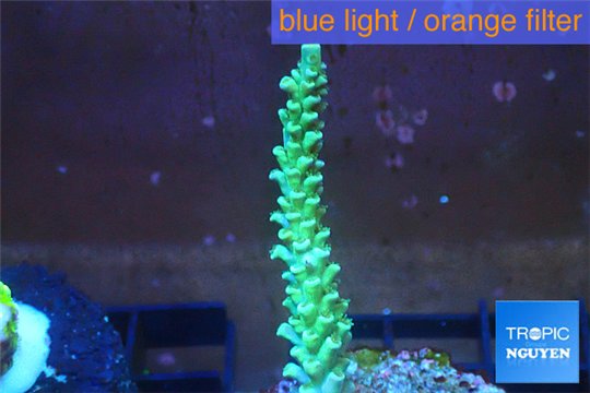 Acropora pink & green Indonesia 3-4 cm WYSIWYG acclimaté